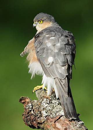 Sparrowhawk Accipiter nisus