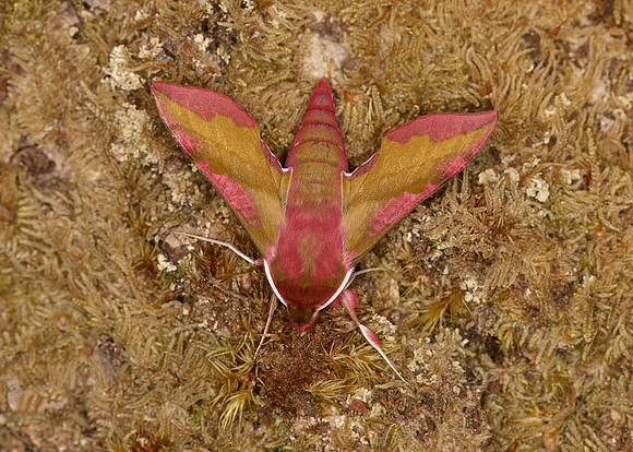 69.017 BF1992 Small Elephant Hawk-moth Deilephila porcellus