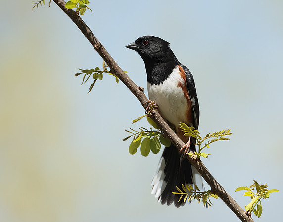 Eastern Towhee Pipilo erythrophthalmus
