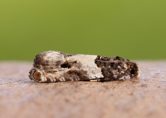 49.279 BF1169 Gypsonoma dealbana