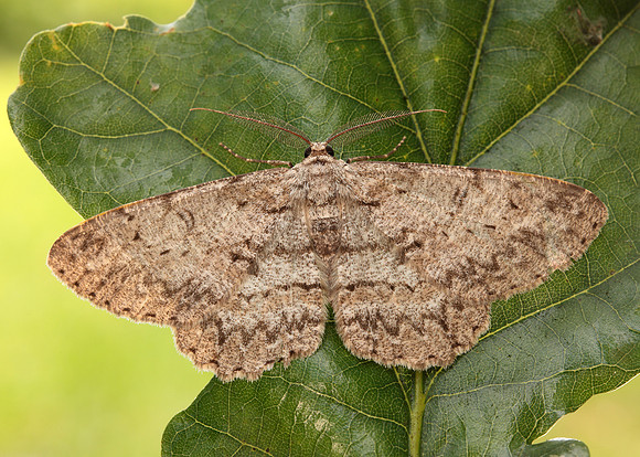 70.268 BF1944 Pale Oak Beauty Hypomecis punctinalis