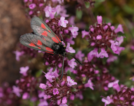 54.007 BF168 New Forest Burnet Zygaena viciae