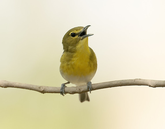 Yellow-throated Vireo Vireo flavifrons