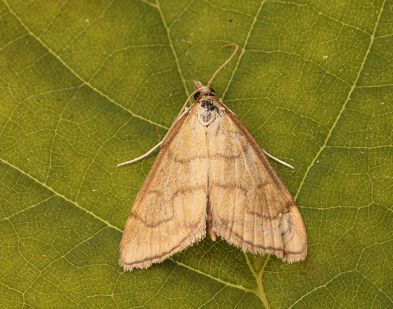 63.022 BF1385 Anania crocealis