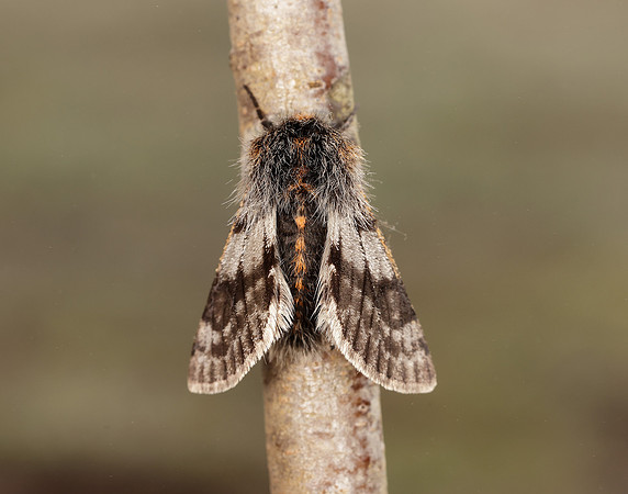 70.249 BF1929 Rannoch Brindled Beauty Lycia lapponaria