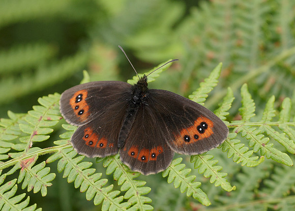Scotch Argus Erebia aethiops