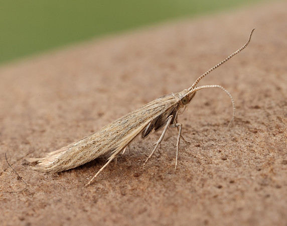 37.104 BF567 Coleophora adspersella