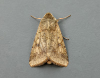 73.076 BF2400 Scarce Bordered Straw Helicoverpa armigera