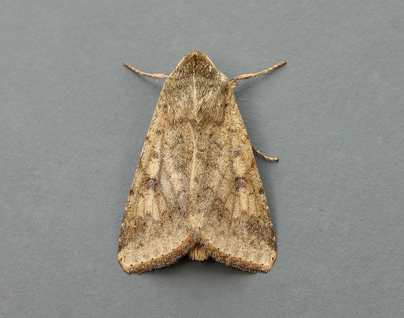 73.076 BF2400 Scarce Bordered Straw Helicoverpa armigera