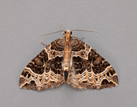 70.094 BF1759 Small Phoenix Ecliptopera silaceata