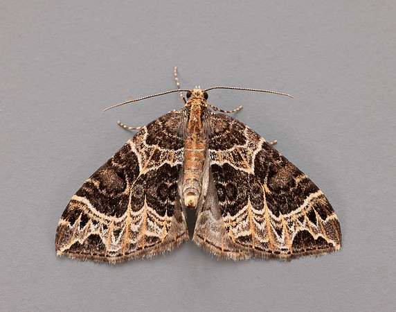 70.094 BF1759 Small Phoenix Ecliptopera silaceata