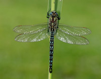 Hairy Dragonfly Brachytron pratense