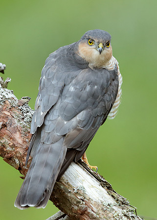 Sparrowhawk Accipiter nisus