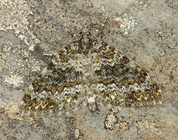 70.071 BF1743 Yellow-ringed Carpet Entephria flavicinctata