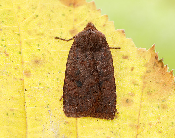 73.195 BF2259 Dark Chestnut Conistra ligula