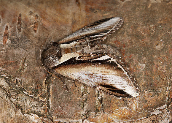 Lesser Swallow Prominent Pheosia gnoma