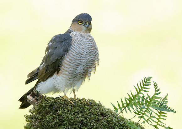 Sparrowhawk Accipiter nisus