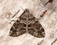 70.079 BF1769 Spruce Carpet Thera britannica