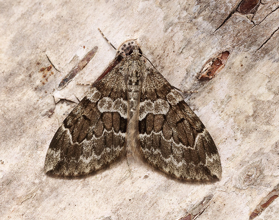 70.079 BF1769 Spruce Carpet Thera britannica