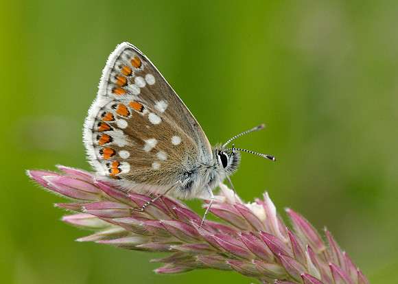 Northern Brown Argus Aricia artaxerxes artaxerxes