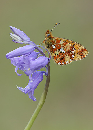 Pearl-Bordered Fritillary Boloria euphrosyne