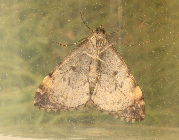 70.097 BF1764 Common Marbled Carpet Dysstroma truncata