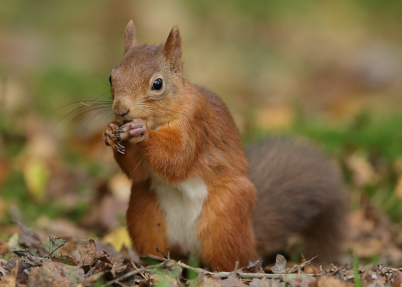 Red Squirrel Sciurus vulgaris