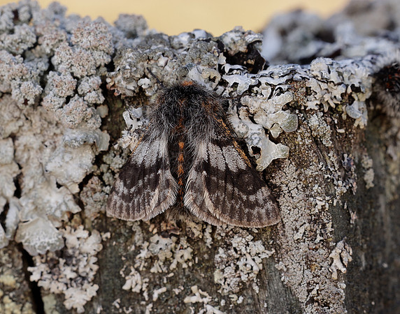 70.249 BF1929 Rannoch Brindled Beauty Lycia lapponaria