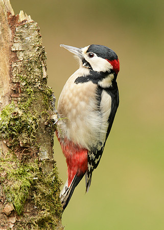 Great Spotted Woodpecker Dendrocopus major