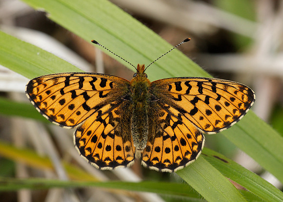 Pearl-Bordered Fritillary Boloria euphrosyne