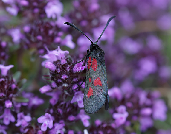 54.007 BF168 New Forest Burnet Zygaena viciae