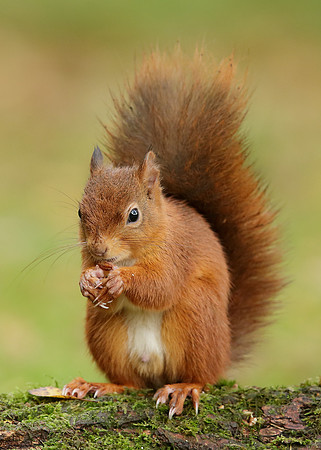 Red Squirrel Sciurus vulgaris