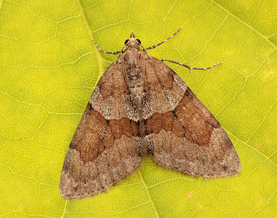 70.081 BF1768 Grey Pine Carpet Thera obeliscata