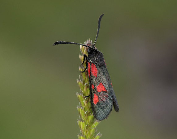 54.007 BF168 New Forest Burnet Zygaena viciae