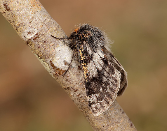 70.249 BF1929 Rannoch Brindled Beauty Lycia lapponaria