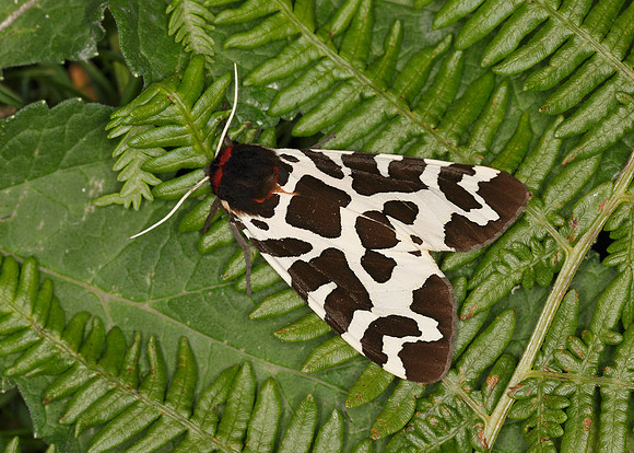 72.026 BF2057 Garden Tiger Arctia caja