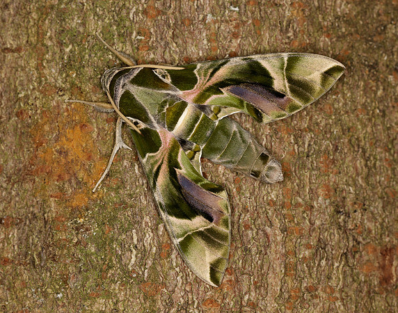 69.011 BF1985 Oleander Hawk-moth Daphnis nerii