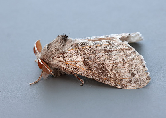 72.015 BF2028 Pale Tussock Calliteara pudibunda