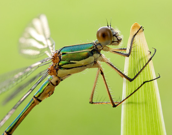 Willow Emerald Chalcolestes viridis