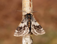 70.249 BF1929 Rannoch Brindled Beauty Lycia lapponaria