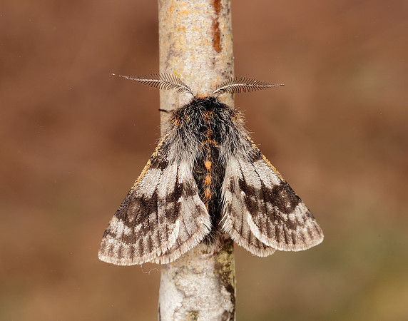 70.249 BF1929 Rannoch Brindled Beauty Lycia lapponaria