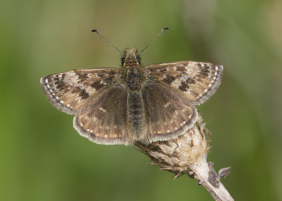 Dingy Skipper Erynnis tages