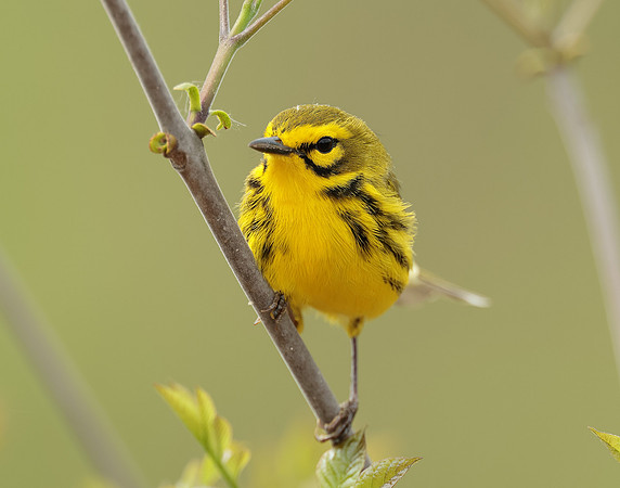 Prairie Warbler Setophaga discolor