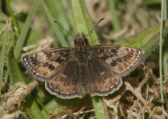Dingy Skipper Erynnis tages