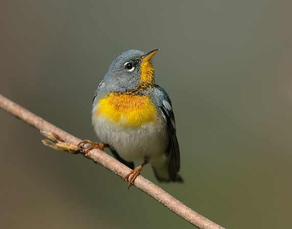 Northern Parula