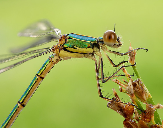 Willow Emerald Chalcolestes viridis