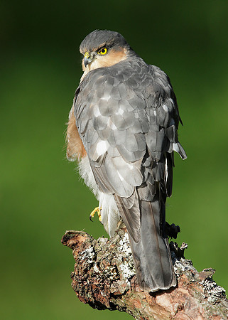 Sparrowhawk Accipiter nisus