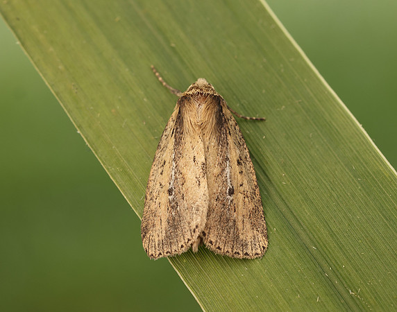 73.141 BF2371 Brown-veined Wainscot Archanara dissoluta