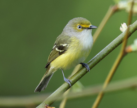 White-eyed Vireo Vireo griseus