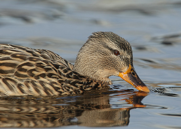 Mallard Anas platyrhynchos